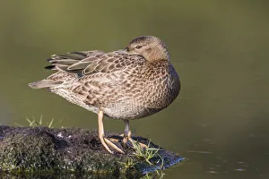 Images Dated 13th June 2018: USA, Wyoming, Sublette County, a Cinnamon Teal rests on a mud flat in a small pond
