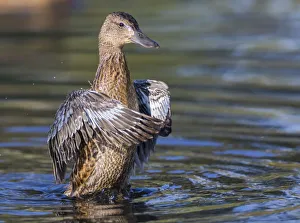 USA, Wyoming, Sublette County. Cinnamon Teal stretches its wings on a pond