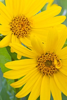Elizabeth Boehm Prints: USA, Wyoming, Sublette County, Close-up of two Arrowleaf Balsamroot flowers in bloom