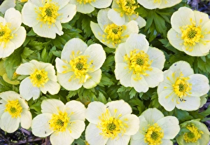 Elizabeth Boehm Prints: USA, Wyoming, Sublette County, Close-up of a group of Globeflower in bloom