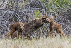 Images Dated 24th May 2015: USA, Wyoming, Sublette County, a cow moose licks her newborn calf