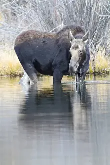 Artiodactyla Prints: USA, Wyoming, Sublette County, Cow moose lifting head from pond after feeding