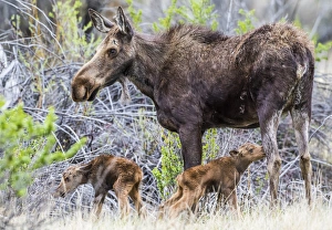 Images Dated 24th May 2015: USA, Wyoming, Sublette County, a cow moose stands by her twin newborn calves