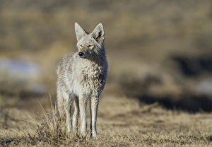 Elizabeth Boehm Prints: USA, Wyoming, Sublette County, Coyote in morning light