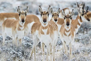Animals Collection: USA, Wyoming, Sublette County. Curious group of pronghorn standing in sagebrush during