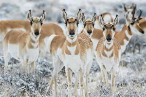 USA, Wyoming, Sublette County. Curious group of pronghorn standing in sagebrush during