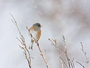 Migrating Prints: USA, Wyoming, Sublette County, Dark-eyed Junco perched on branch in snowstorm