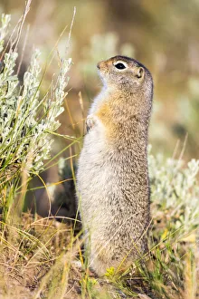 USA, Wyoming, Sublette County. Fat Uintah Ground Squirrel stands on its hind legs in the sagebrush