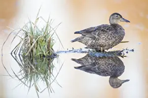 USA, Wyoming, Sublette County, Female Cinnamon Teal standing in pond with reflection