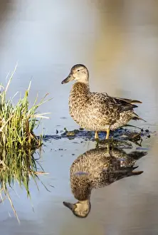 Pinedale Prints: USA, Wyoming, Sublette County, Female Cinnamon Teal standing in pond with reflection