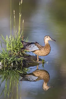Images Dated 31st July 2016: USA, Wyoming, Sublette County. Female Cinnamon Teal stretches its wing on a small island in a pond