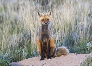 Images Dated 5th June 2016: USA, Wyoming, Sublette County. Female red fox sitting at her den site