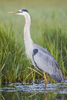 Images Dated 25th June 2016: USA, Wyoming, Sublette County. Great Blue Heron standing in a wetland full of sedges in Summer