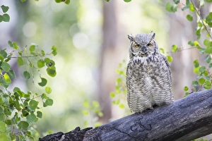 Staring Prints: USA, Wyoming, Sublette County, Great Horned Owl roosting on log