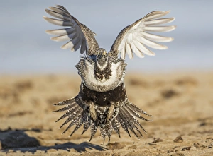 Images Dated 14th October 2017: USA, Wyoming, Sublette County, a Greater Sage Grouse lands on a lek in March