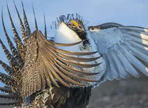 Images Dated 27th March 2016: USA, Wyoming, Sublette County. Greater Sage Grouse male stretching his wings