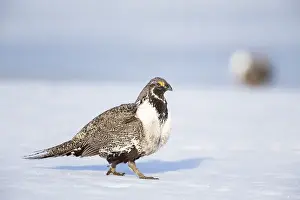 Lekking Prints: USA, Wyoming, Sublette County, Greater Sage Grouse male walking on spring snow