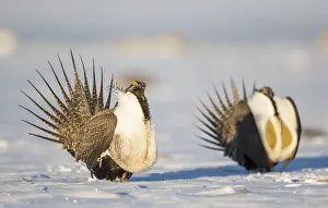 Images Dated 20th March 2016: USA, Wyoming, Sublette County. Two Greater Sage Grouse males strut in the snow during March