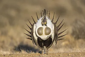 Images Dated 6th March 2016: USA, Wyoming, Sublette County. Male Greater Sage Grouse displays on a lek in Spring