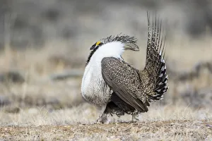 Images Dated 6th March 2016: USA, Wyoming, Sublette County. Male Greater Sage Grouse struts on a lek in Spring