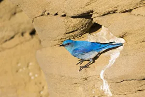 Images Dated 6th June 2016: USA, Wyoming, Sublette County. Male Mountain Bluebird leaves the nest sight in a