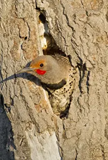 Images Dated 28th May 2012: USA, Wyoming, Sublette County, Male Northern Flicker peering from nest cavity