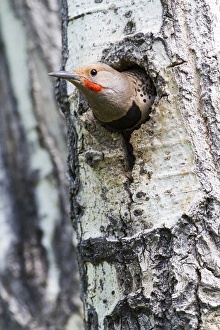 Elizabeth Boehm Prints: USA, Wyoming, Sublette County, Male Northern Flicker peering from nest cavity