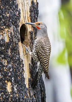 Images Dated 13th June 2016: USA, Wyoming, Sublette County. Male Northern Flicker sitting at the entrance to it s
