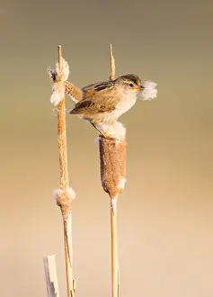 Marsh Prints: USA, Wyoming, Sublette County, Marsh Wren with cattail fluff to line nest