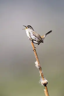 USA, Wyoming, Sublette County, Marsh Wren singing on cattail stalk