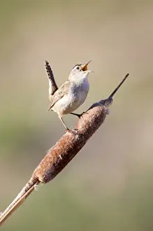 Marsh Prints: USA, Wyoming, Sublette County, Marsh Wren singing on cattail stalk