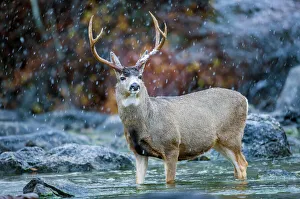 USA, Wyoming, Sublette County, a Mule Deer buck crosses a river during a snowstorm
