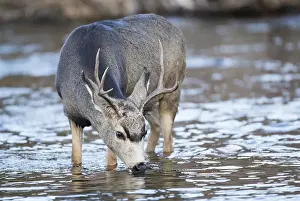 Artiodactyla Prints: USA, Wyoming, Sublette County, Mule Deer buck drinking water from river
