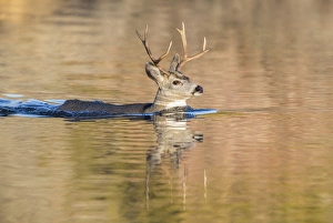 Images Dated 10th November 2013: USA, Wyoming, Sublette County, Mule deer buck swimming lake to migrate south