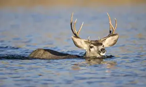 Images Dated 20th October 2014: USA, Wyoming, Sublette County, Mule Deer buck swimming lake during migration in fall