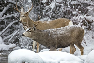 Images Dated 11th November 2014: USA, Wyoming, Sublette County, two mule deer bucks come to a river crossing in a