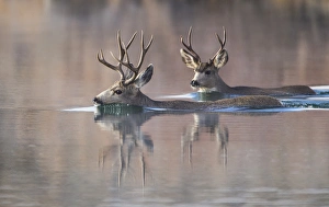 Artiodactyla Prints: USA, Wyoming, Sublette County, Mule deer bucks swimming lake to migrate