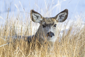Elizabeth Boehm Prints: USA, Wyoming, Sublette County, Mule Deer doe resting in grasses
