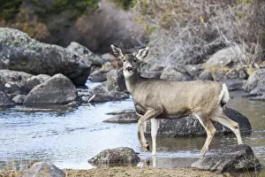 Images Dated 26th October 2014: UsA, Wyoming, Sublette County, Mule Deer doe at river
