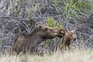 Images Dated 13th June 2018: USA, Wyoming, Sublette County, a newborn moose calf tries to stand with it s