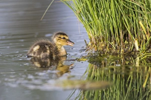 Images Dated 20th July 2015: USA, Wyoming, Sublette County, a newly hatched Cinnamon Teal duckling swims on a pond