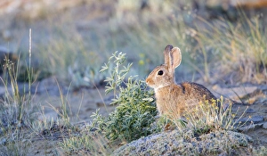 Images Dated 4th August 2013: USA, Wyoming, Sublette County, Nuttalls Cottontail Rabbit