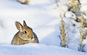 Leporidae Prints: USA, Wyoming, Sublette County, Nuttalls Cottontail rabbit sitting in snow in