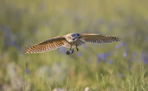 Images Dated 22nd June 2015: USA, Wyoming, Sublette County, Pinedale, A Burrowing Owl flies into its burrow