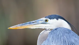 Images Dated 13th June 2018: USA, Wyoming, Sublette County, Pinedale, Great Blue Heron portrait taken in July