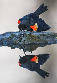 USA, Wyoming, Sublette County. Pinedale, a male Red-winged Blackbird is reflected