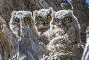 Nest Prints: USA, Wyoming, Sublette County. Pinedale, three Great Horned owl chicks look out