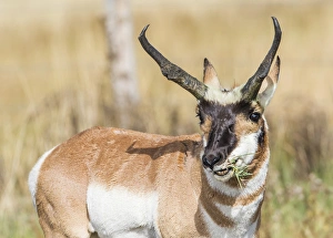 Images Dated 27th September 2015: USA, Wyoming, Sublette County, a Pronghorn male eating forbes