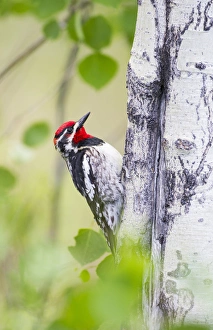 Elizabeth Boehm Prints: USA, Wyoming, Sublette County, Red-naped Sapsucker on Aspen tree