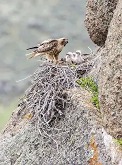USA, Wyoming, Sublette County, Red-tailed Hawk feeding rodent to young in stick nest